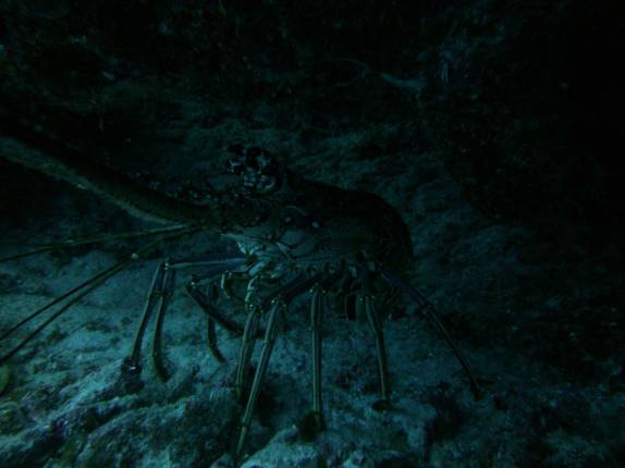 Encontro com lagosta durante mergulho em Long Caye Aquarium, perto do Blue Hole, na grande barreira de corais de Belize